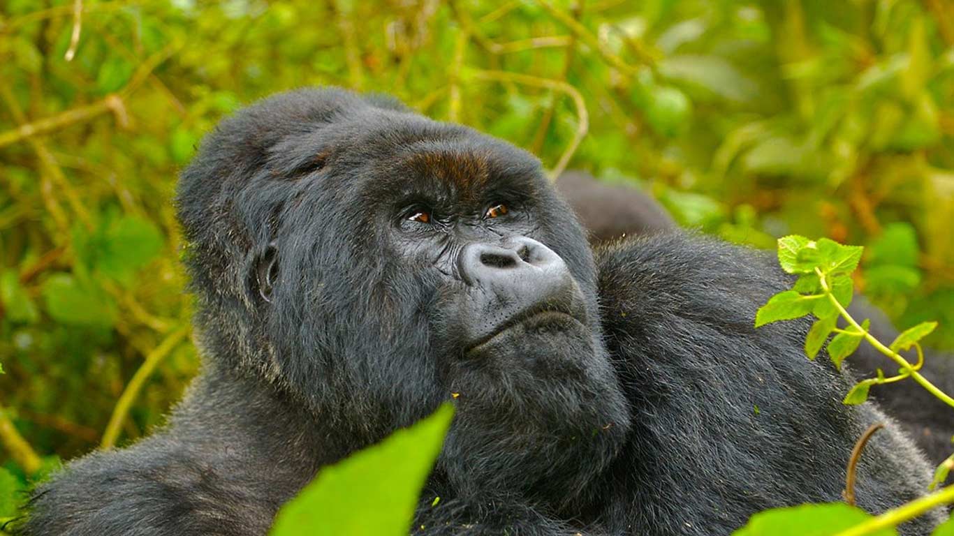 6 days Uganda Gorilla Tour