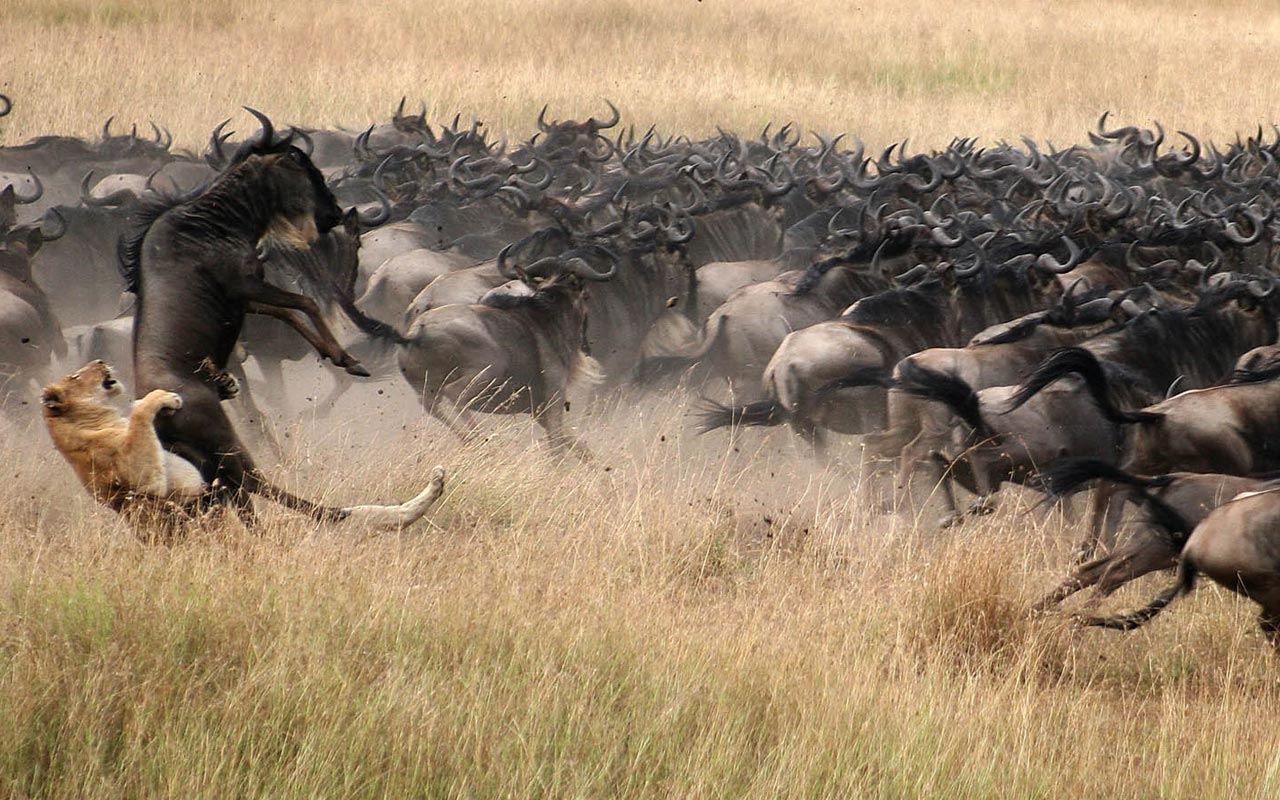 8 Days Ndutu Migration - Tarangire, Ndutu, Serengeti and Ngorongoro Crater
