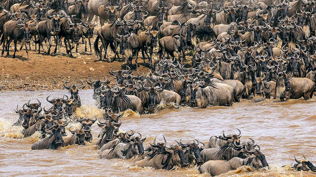 8 Days North Serengeti Migration - Tarangire, Serengeti and Ngorongoro Crater
